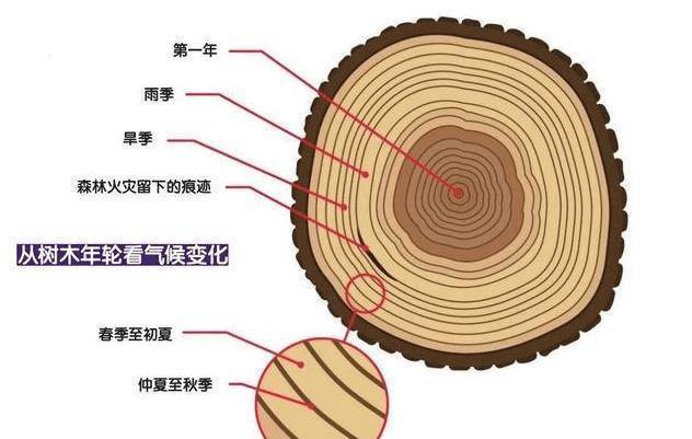 形成层_细胞_木质部