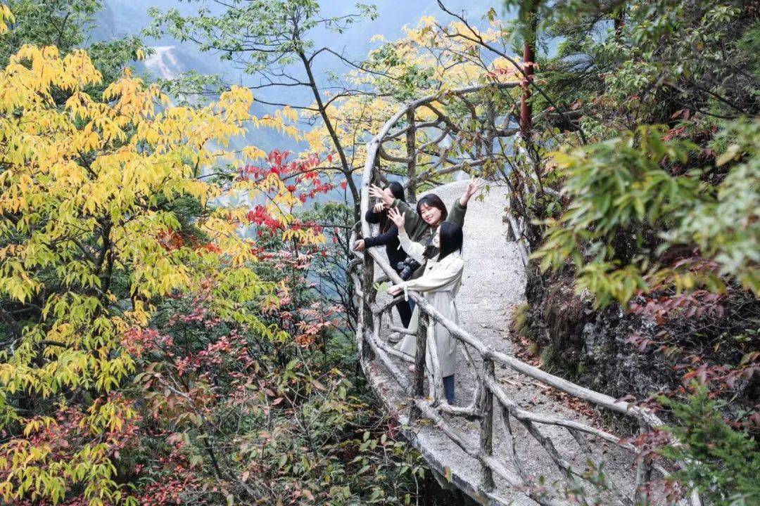 巴山大峡谷红豆杉栈道图片