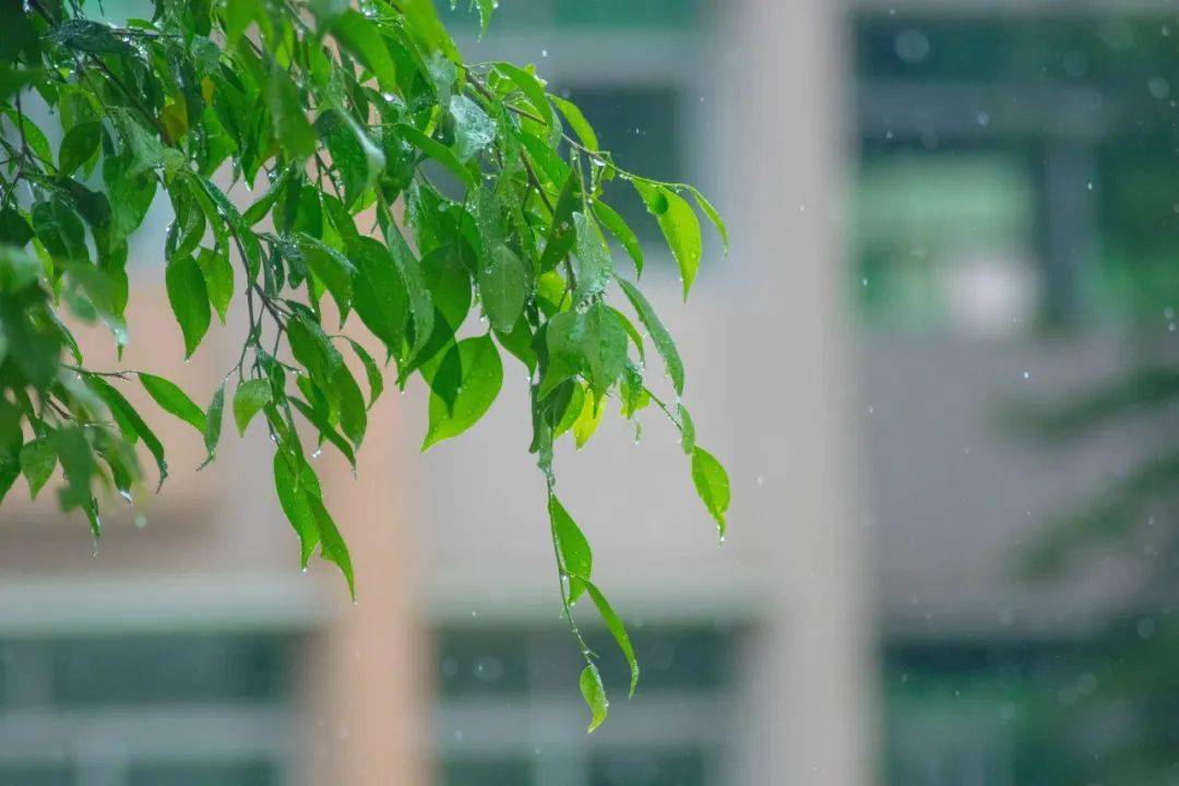 20首微雨诗词，不知何处雨，已觉此间凉