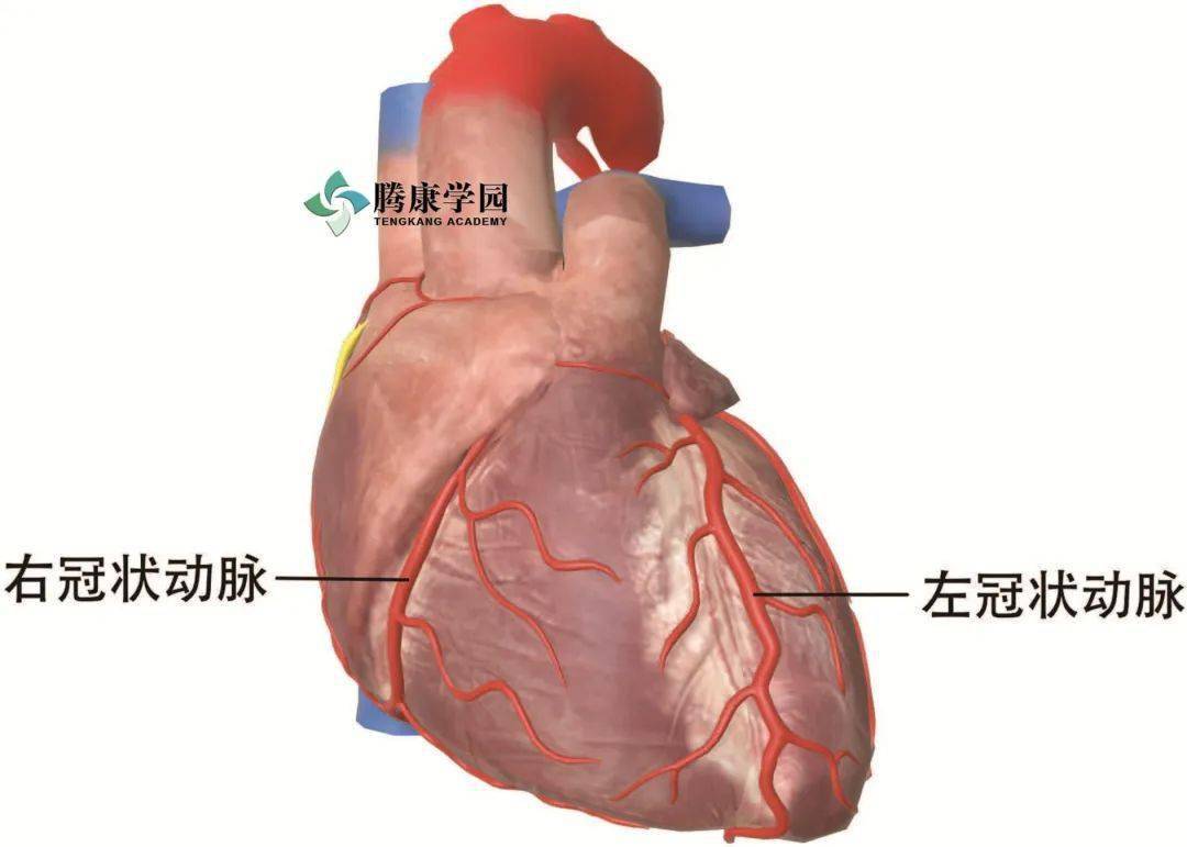 【内脏与痛苦悲伤】供给心脏的血管