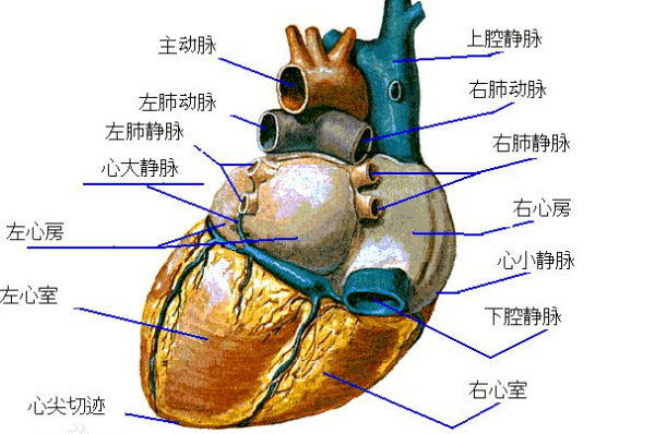 【内脏与痛苦悲伤】供给心脏的血管