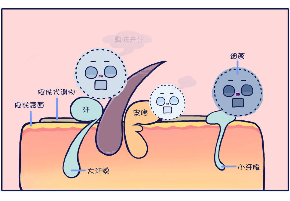 吕易圣狐臭灵|【腋下管理指南】顶顶的好用！_汗腺_味道_食物