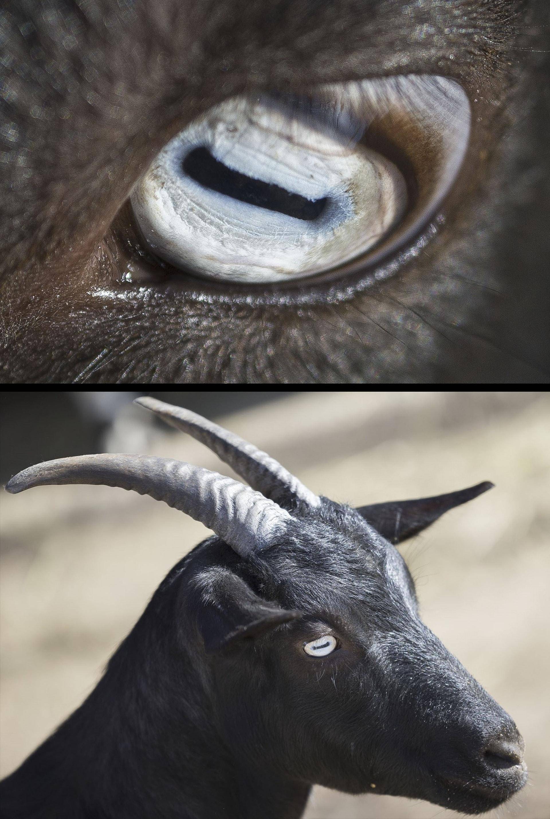 除了眼睛外,它们的蹄子也属于特殊"帮手".