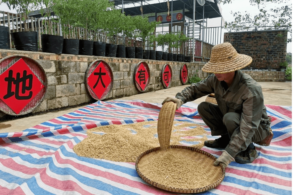 接下来,跟着农民伯伯一起学习稻谷的蜕变吧~五,稻米的蜕变吃的是柴火