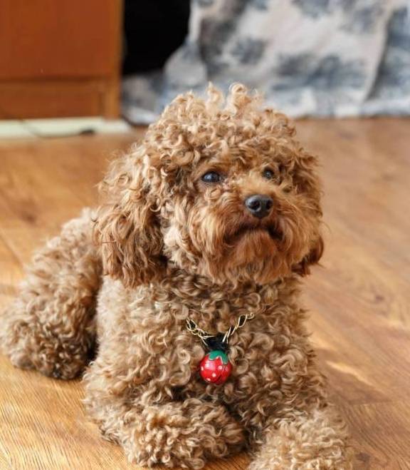 這樣餵食貴賓犬,是在給它的腸胃