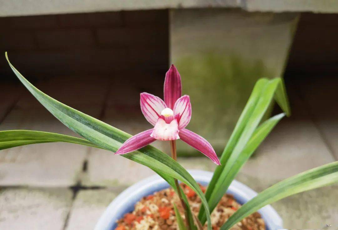 2022年,建兰铭品--金顶红,一枝独秀_颜色_红花_叶片