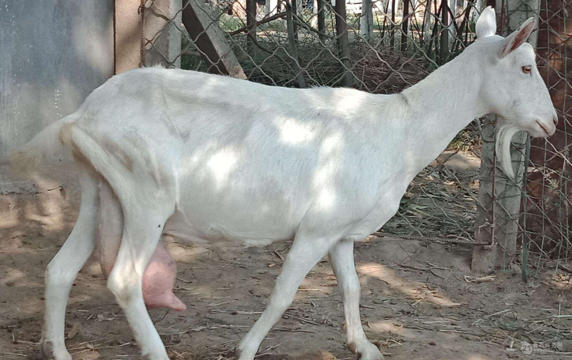 3,母羊母羊有后备母羊,空怀母羊,怀孕母羊和哺乳母羊几个阶段,一般