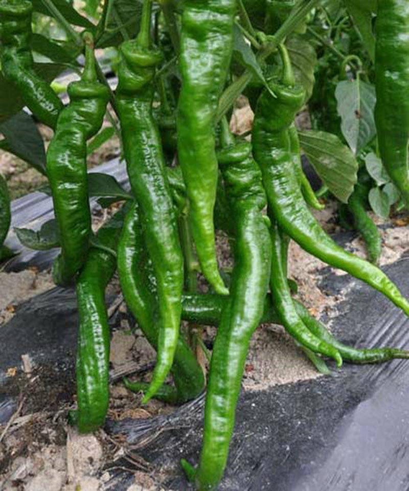 长青龙螺丝椒龙椒辣椒种子_栽培_全国_种植