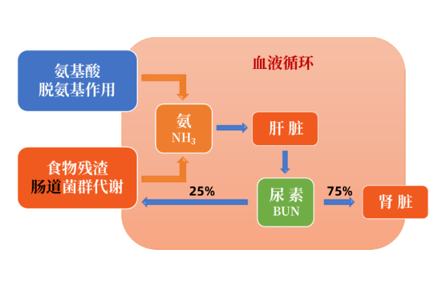 過程麟鳳蘭皂苷可以顯著抑制腸道微生物製造腸氨,維持腸道酸鹼平衡