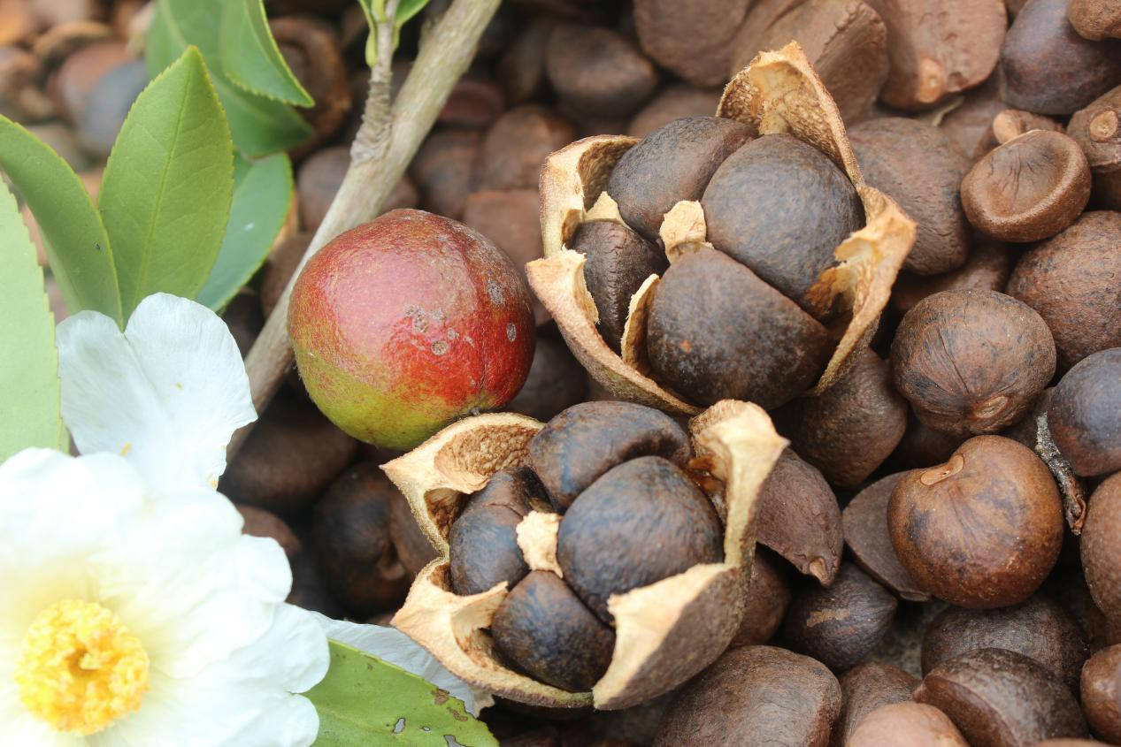 十大茶油品牌等你来投票_广东省_油茶_企业