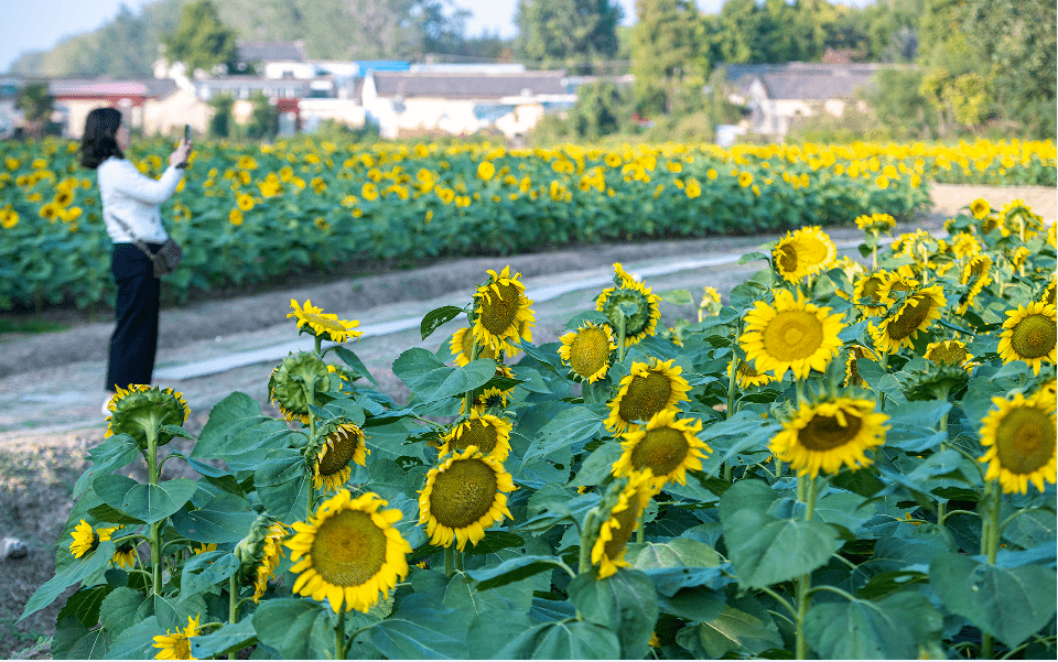 瓜洲葵园花都开好了,就等你来……_向日葵_春江花月夜_农户