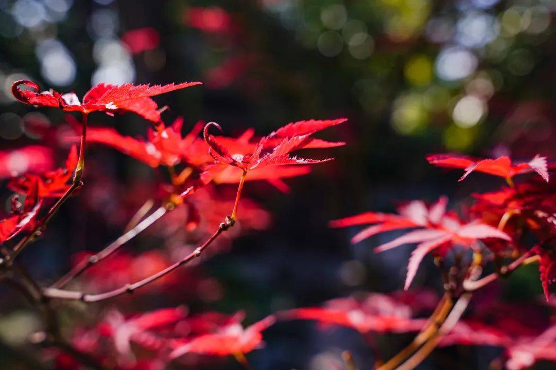 心也醉了~微风吹来,枫叶醉了秋色满溢,极具诗意洒下斑驳的光影看阳光