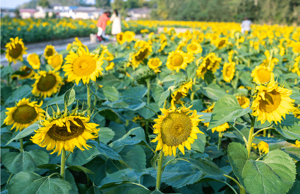瓜洲葵园花都开好了,就等你来……_向日葵_春江花月夜_农户