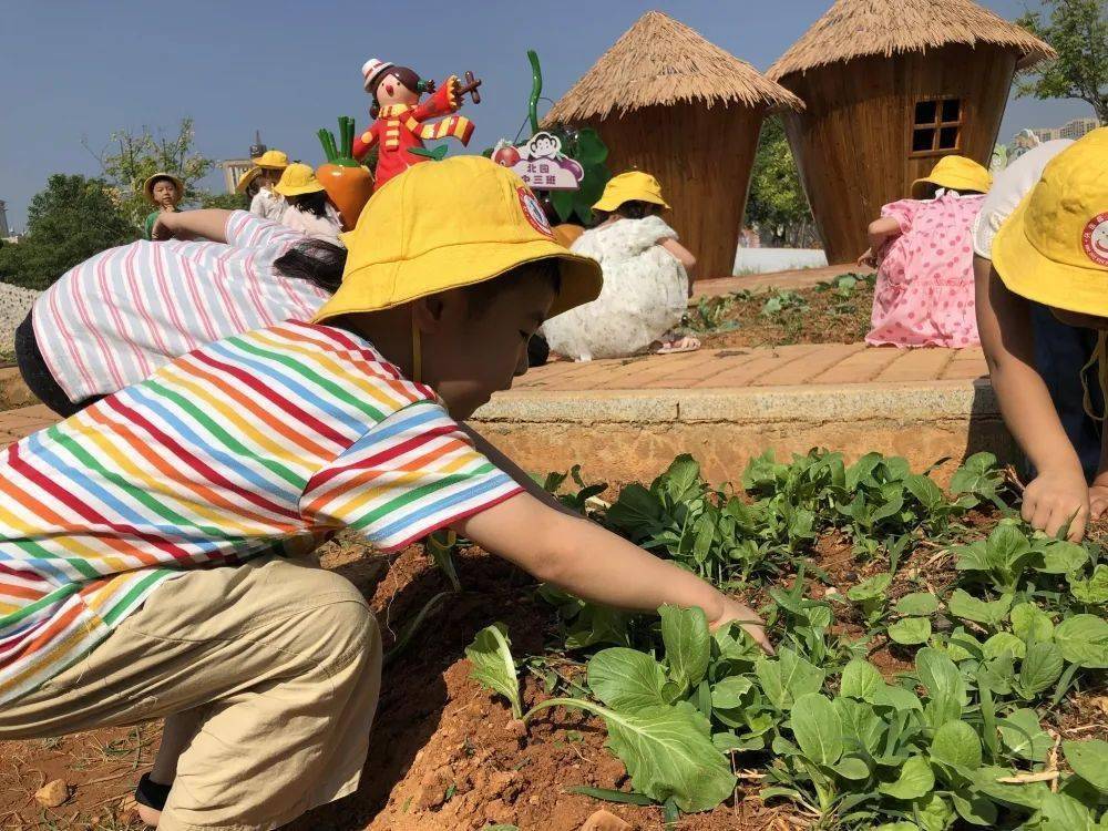 硕果累累的十月,"小蜜蜂"们忙碌在热闹的开心农场,用实际行动体验劳动