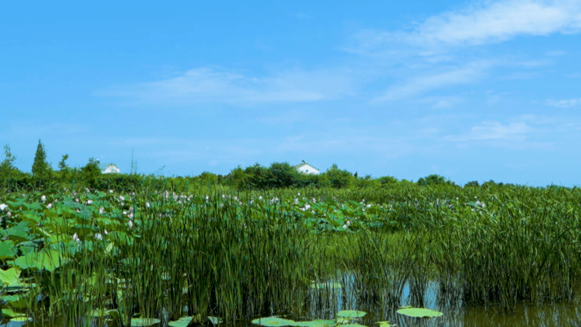 金湖国家湿地公园图片