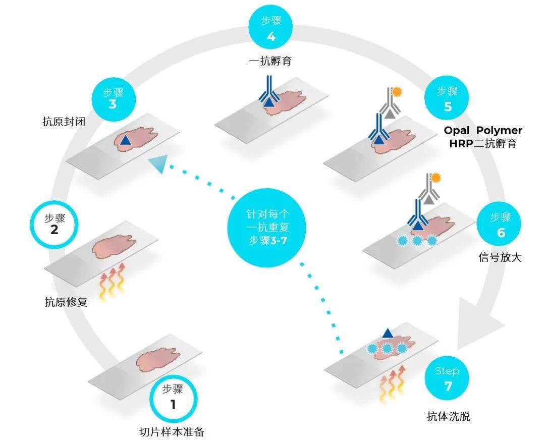 只需这四步！轻松建立多重荧光免疫组化检测方法 - 企业动态 - 丁香通