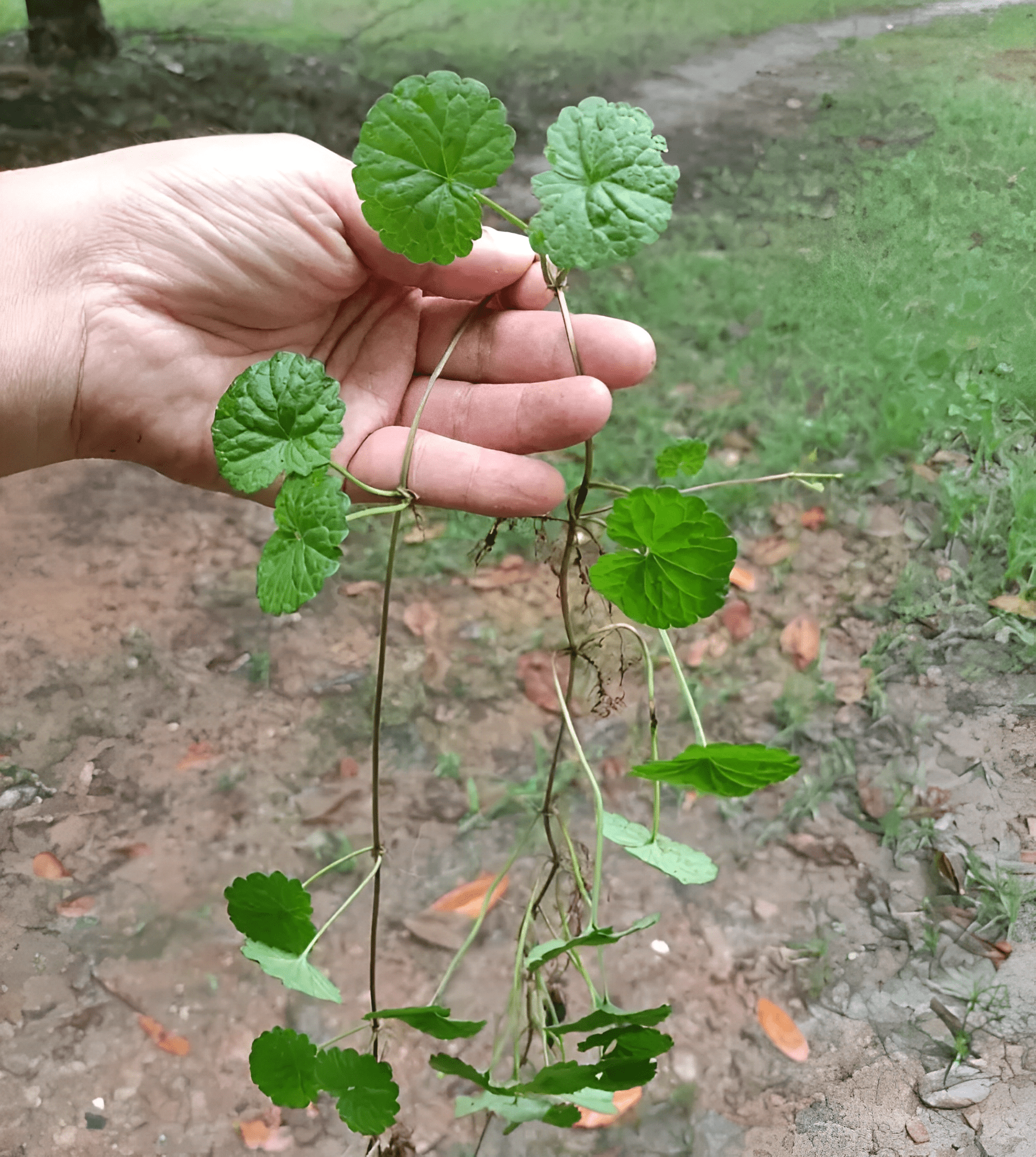 肺风草的功效与作用图片