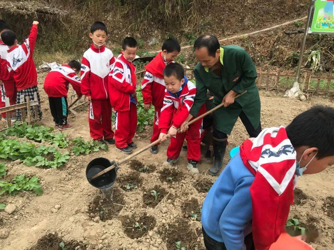 东方红小学:走进田间地头 开展劳动实践