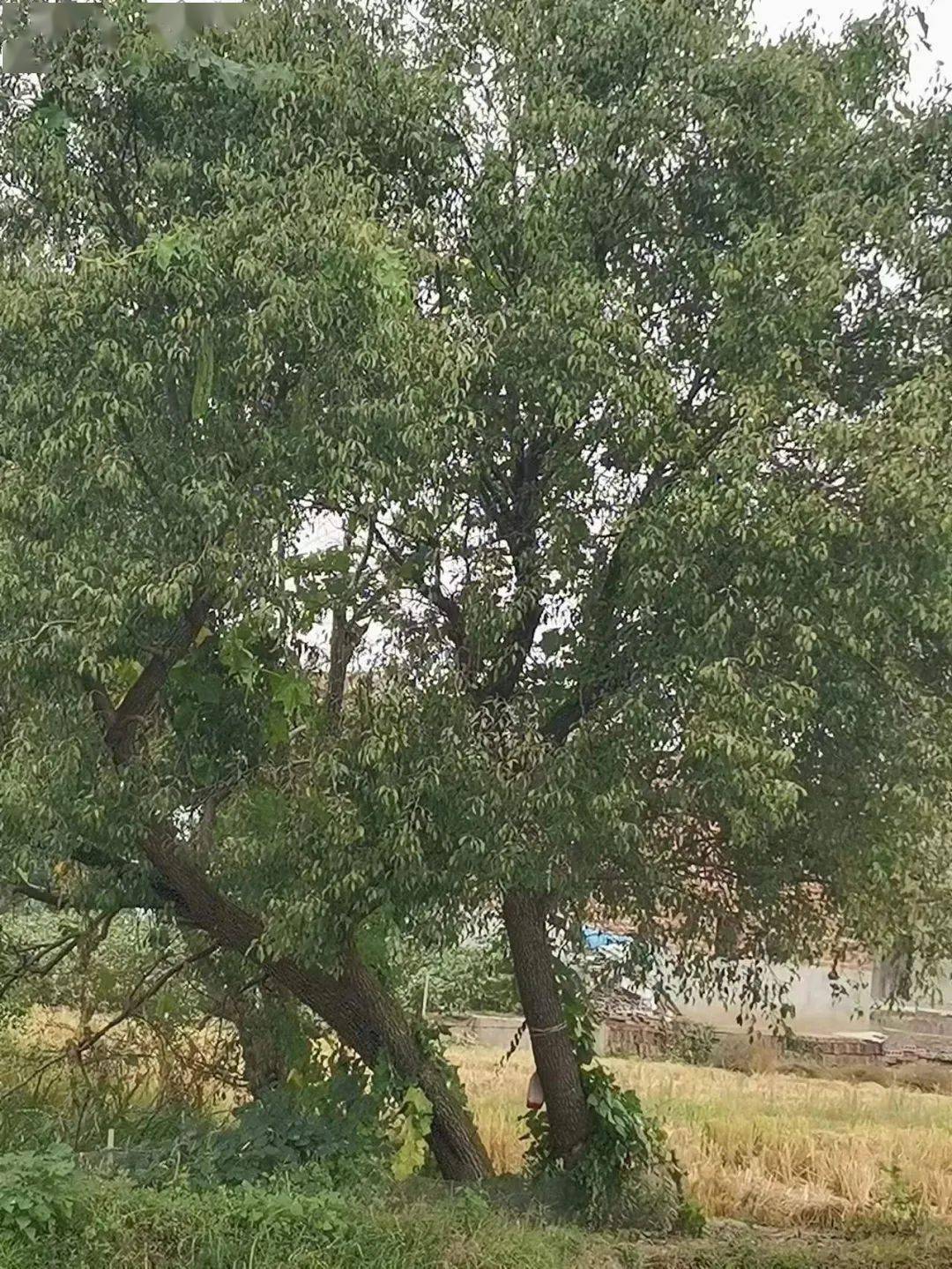 杜梨_果实_时节