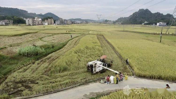 陆川县平乐镇长旺村:稻谷飘香丰收忙_晚稻_金色_收割机