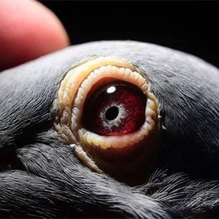紫罗兰眼志种鸽图片图片