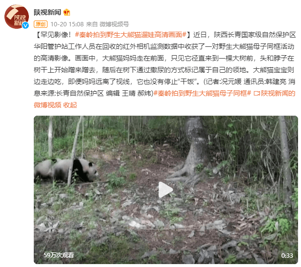 秦岭拍到野生大熊猫“遛娃”高清罕见影像