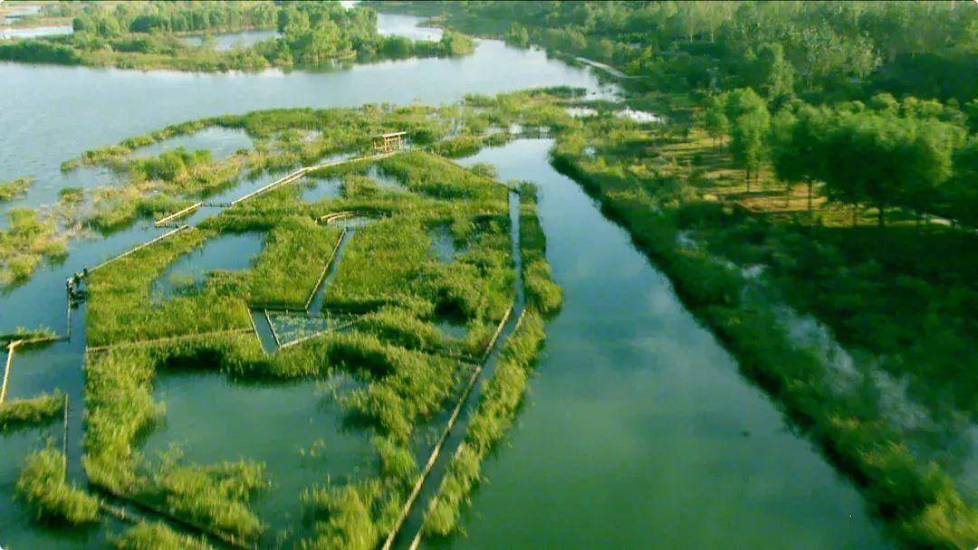 康養山西丨和水鳥一起去親近蔥蘢溼地_天鵝_桑乾河_公園