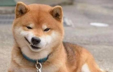 你对柴犬的了解有多深?这6点,你可能还不知道!_训练_狗狗_性格