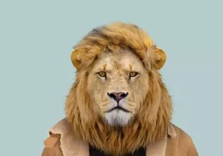 网友调侃:图三的哈士奇你是来搞笑的吗?_样子_感觉_脖子