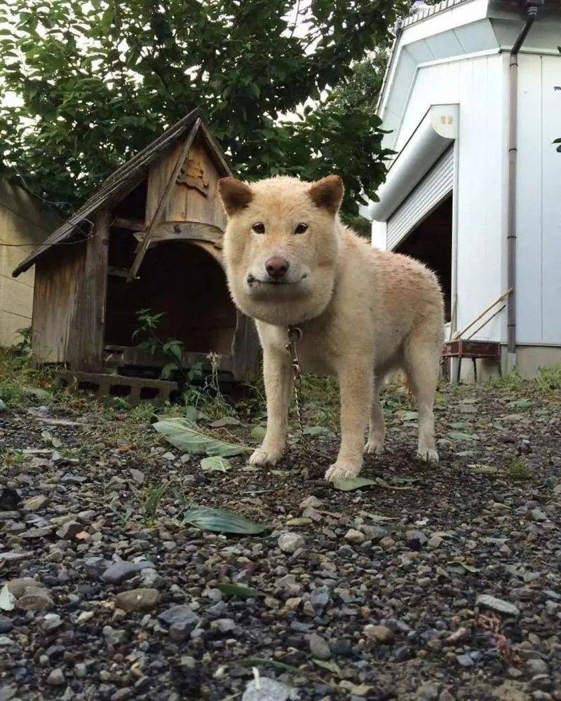 谁杀死了蜜蜂猫图片