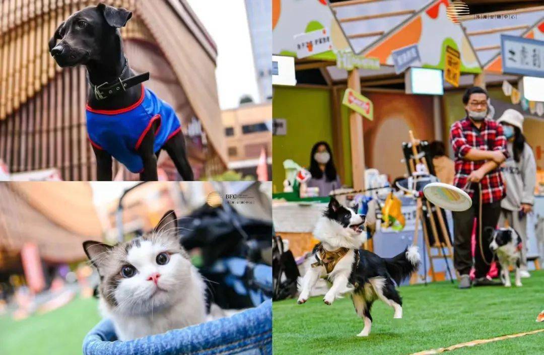 徐州首座「宠物主题街区」周六开街!快带上爱宠逛市集吧!