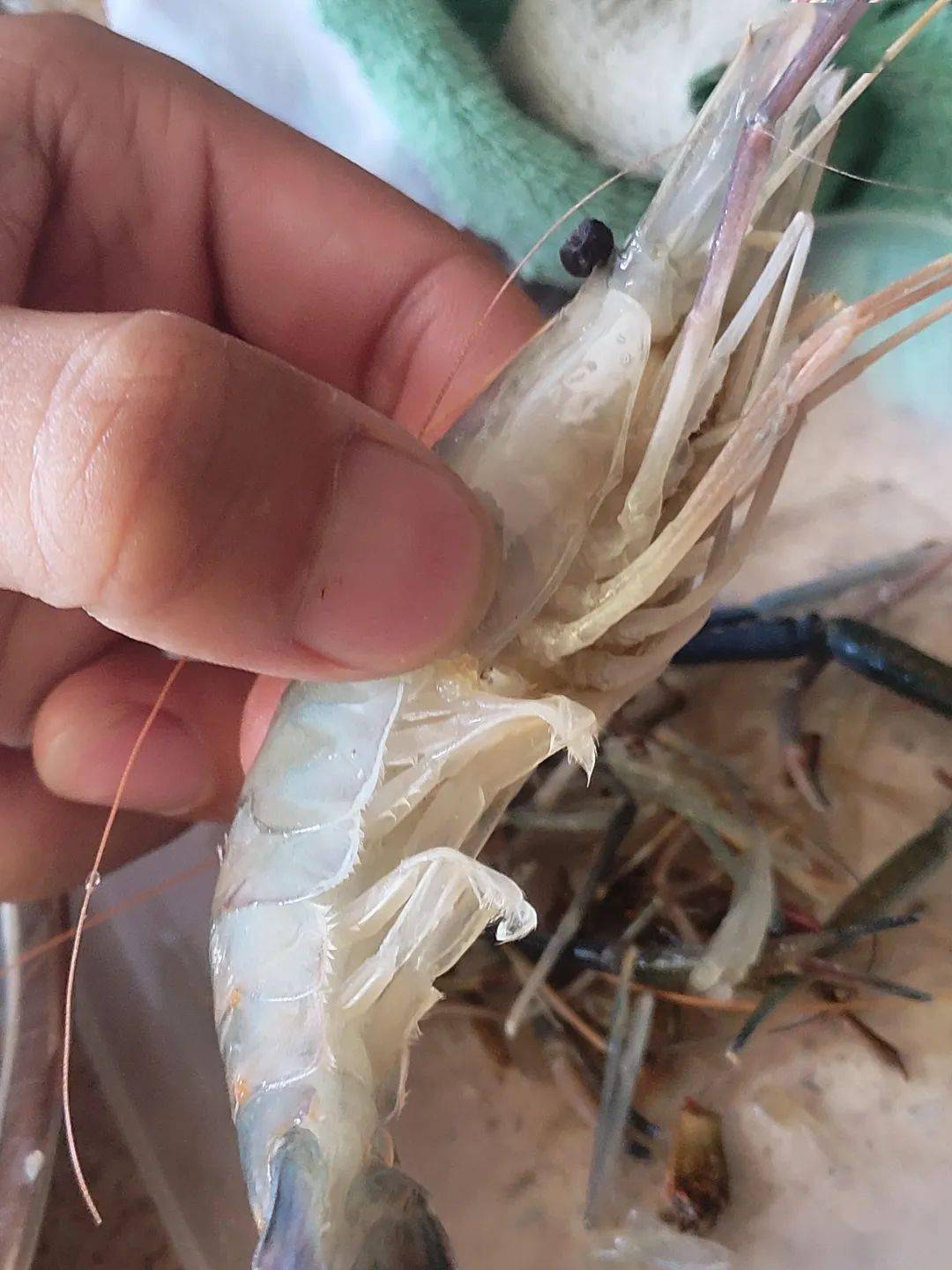 下沉的虾泥吓唬的最爱来看这虾泥制作大法