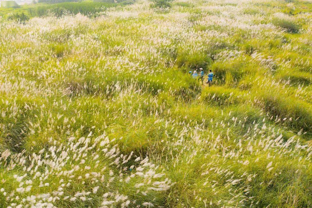 秋将止 冬将至 珊瑚坝上沐浴暖阳赏风华(超多美图)_市民_芦苇_王欢