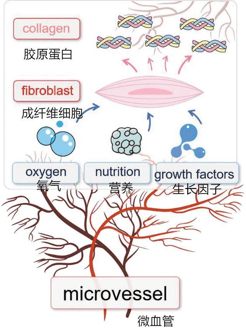 【瘢痕】瘢痕的症状:红斑与增厚_血管_炎症_皮肤
