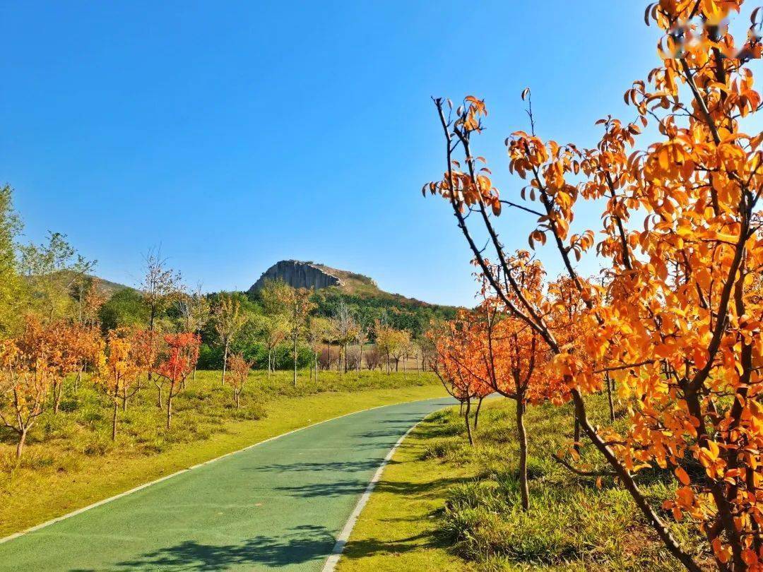 【美图】金秋时节风光美,马山公园旖旎景色惹人醉_秋韵_秋叶_即墨
