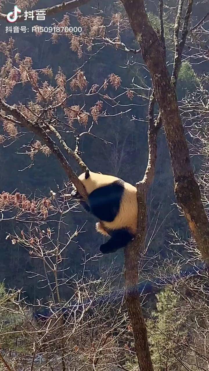 熊猫摇树表情包图片