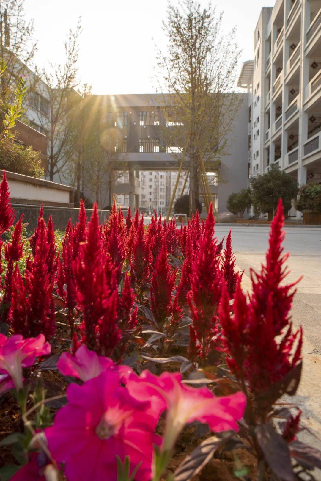 平阳校园风光,有你的母校吗?_机关幼儿园_鳌江_中心