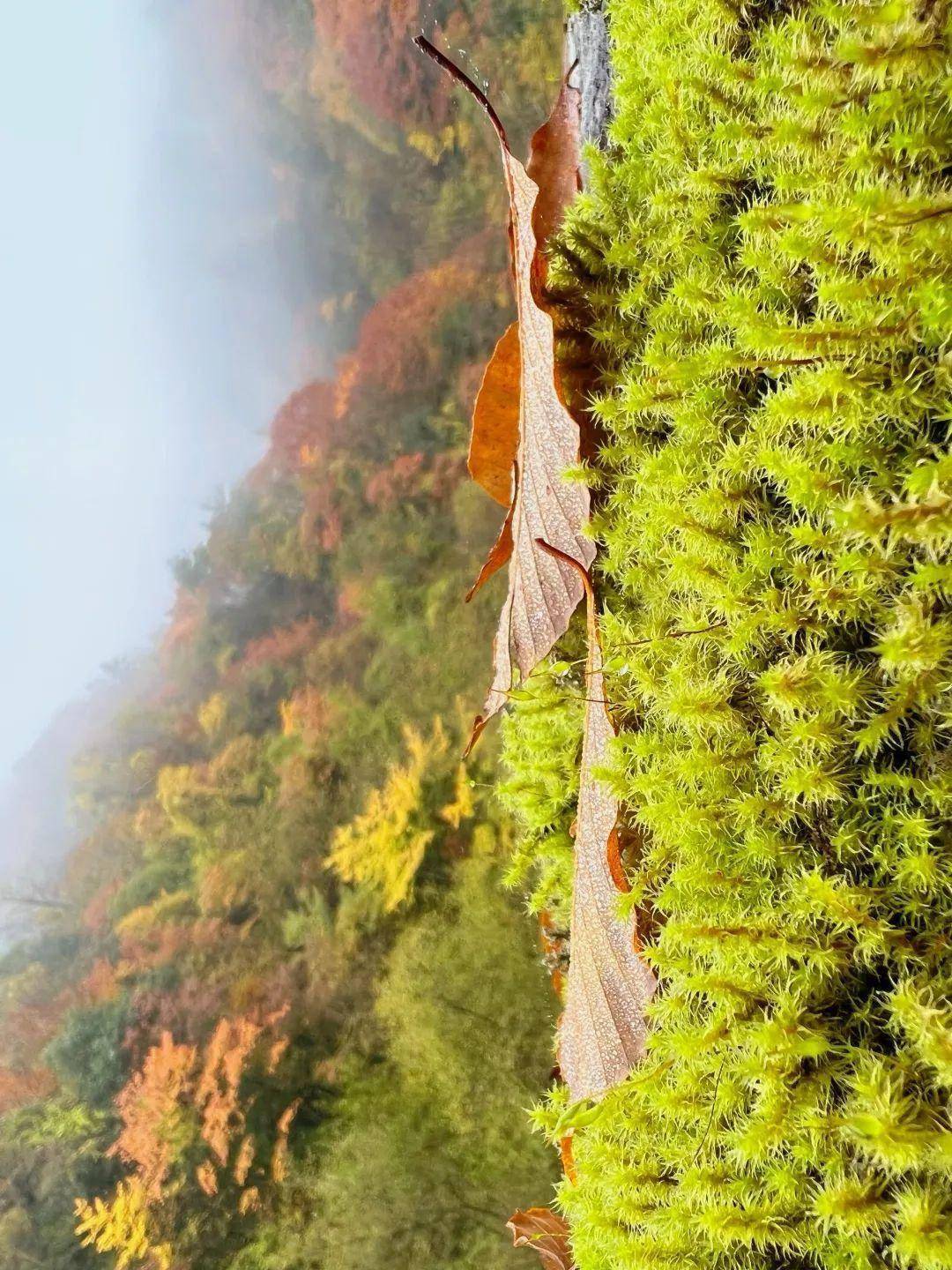 "云"赏红叶●大熊猫国家公园广元青川唐家河秋韵十足_一带_海拔_白果