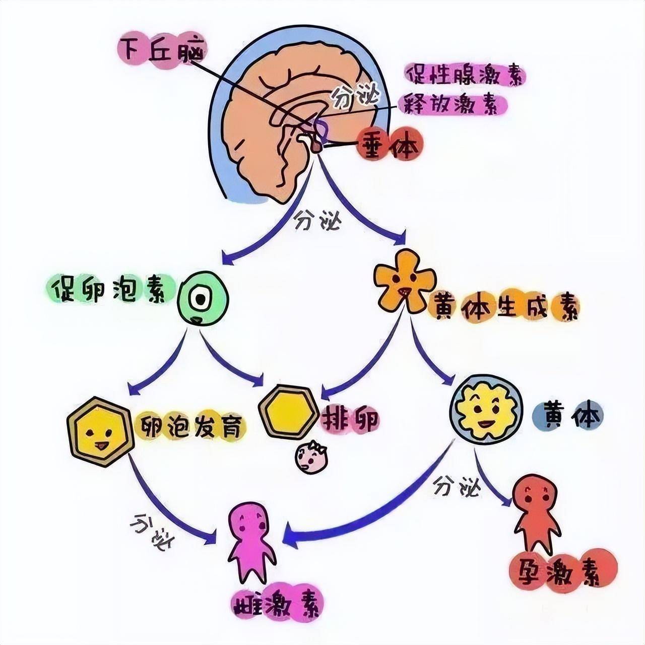 lh总是和fsh形影不离,因为它们都是腺垂体分泌的促性腺激素,当lh