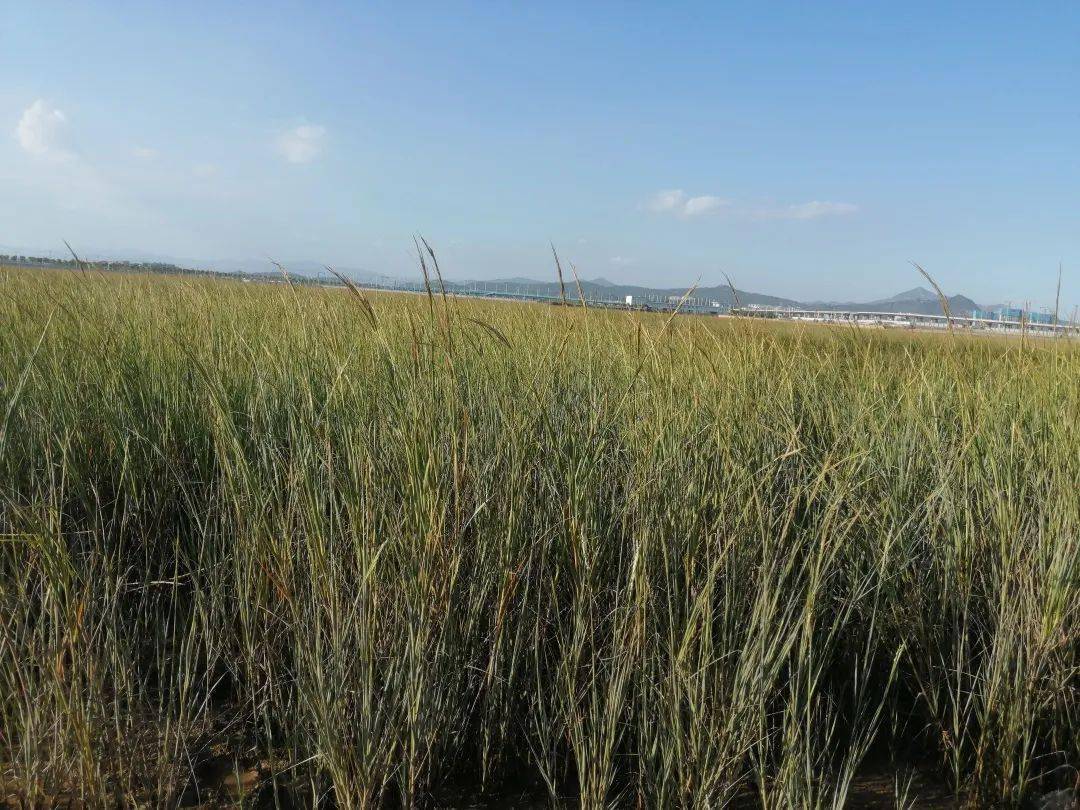 任务完成!_花米草_滩涂_进行