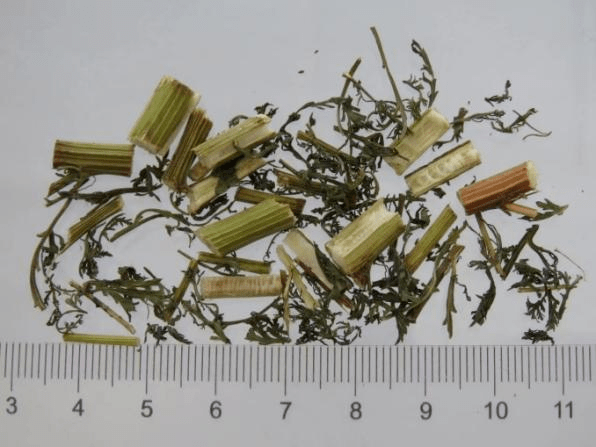 中药青蒿饮片那为什么植物学上没有沿用青蒿这个名字呢?