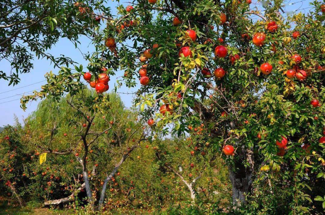 怀远:荆山秋色_审核_校对_丁文婷
