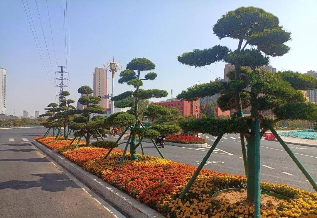 柿子 石榴 樱桃树纷纷亮相南阳独山大道!_绿化_精品街_种植