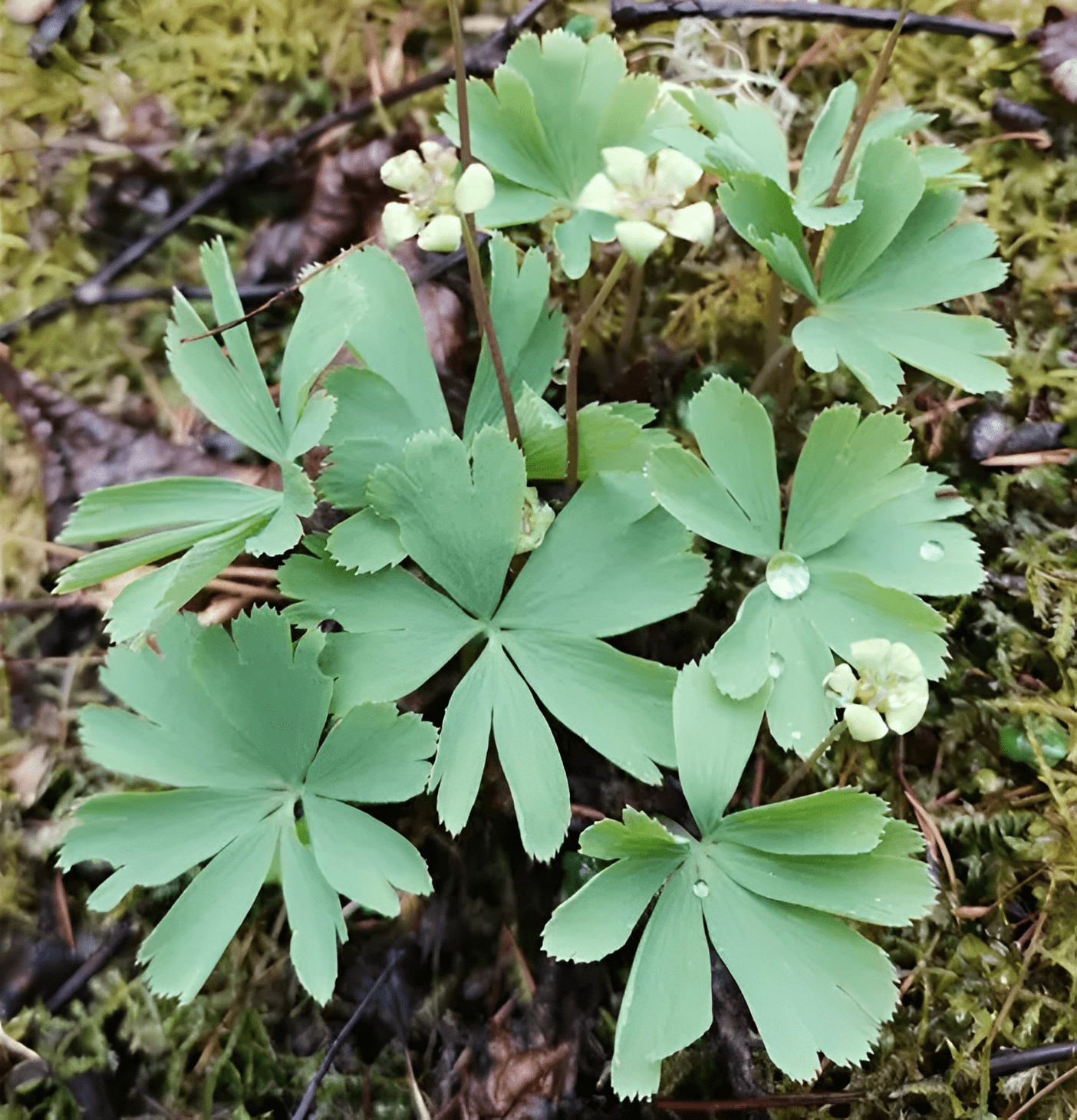 阴湿的竹林下,有1种独叶草,如今数量逐渐减少,别踩踏,珍贵_植物_植株
