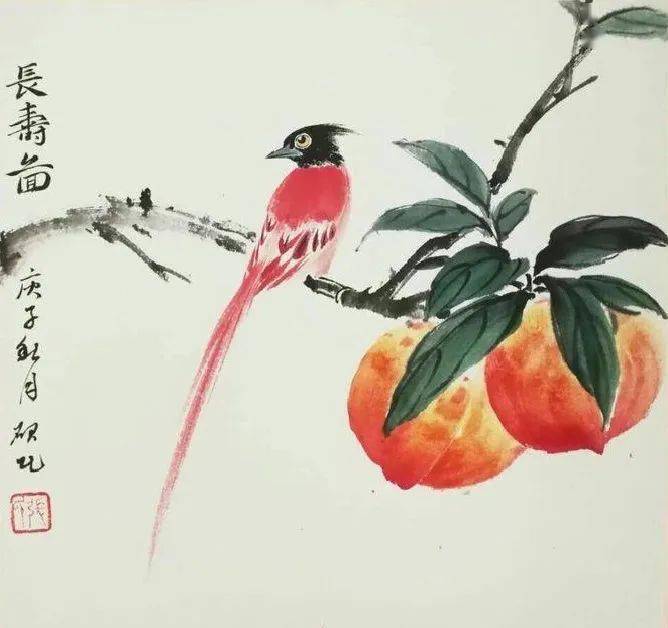 绶带鸟绘画图片