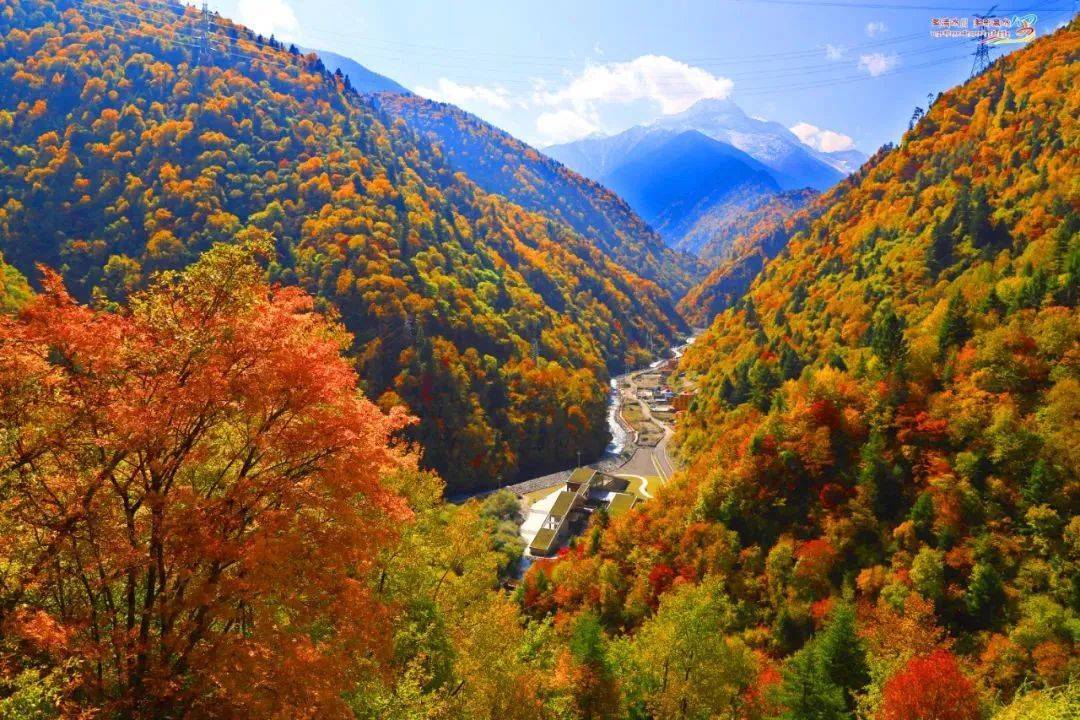 黑水县进入彩林最佳观赏期~快来一赏秋色吧!_哈德_羊茸_阿坝