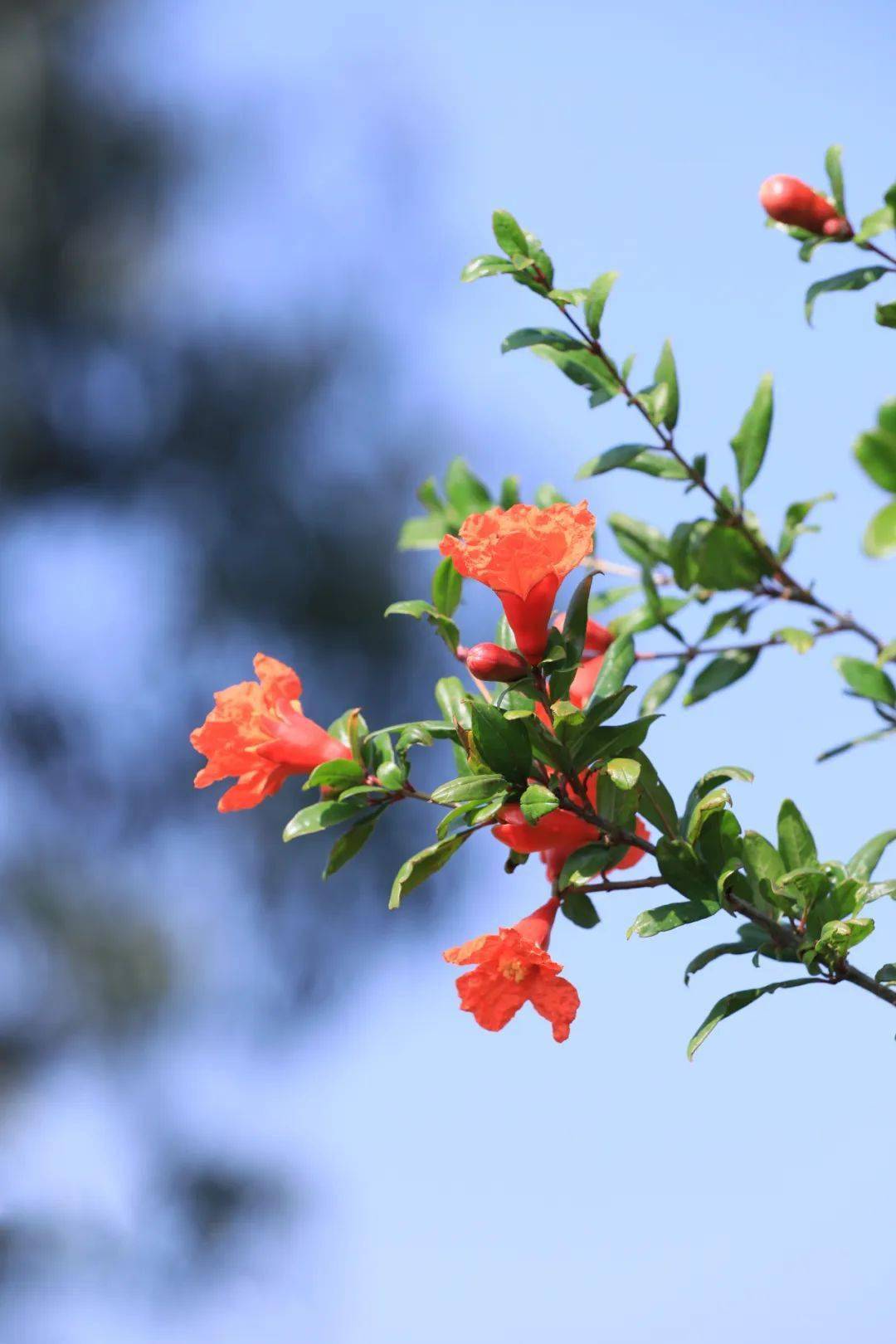 砚山县树县花