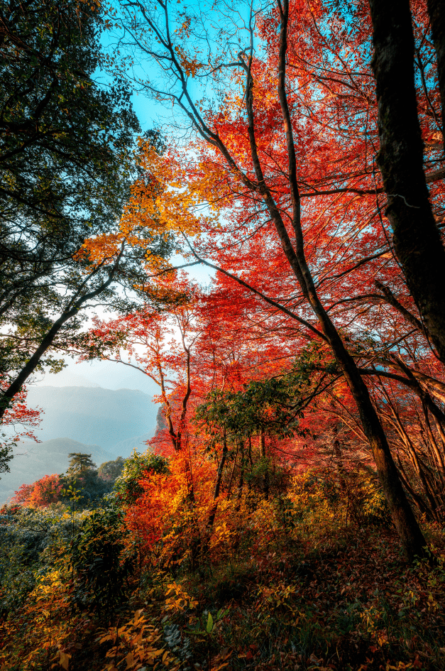 光雾山的红叶盛景,你拍到了吗?