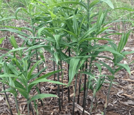 它长得有点像生姜,根是圆柱形的,叶子轮生,条状长针形.