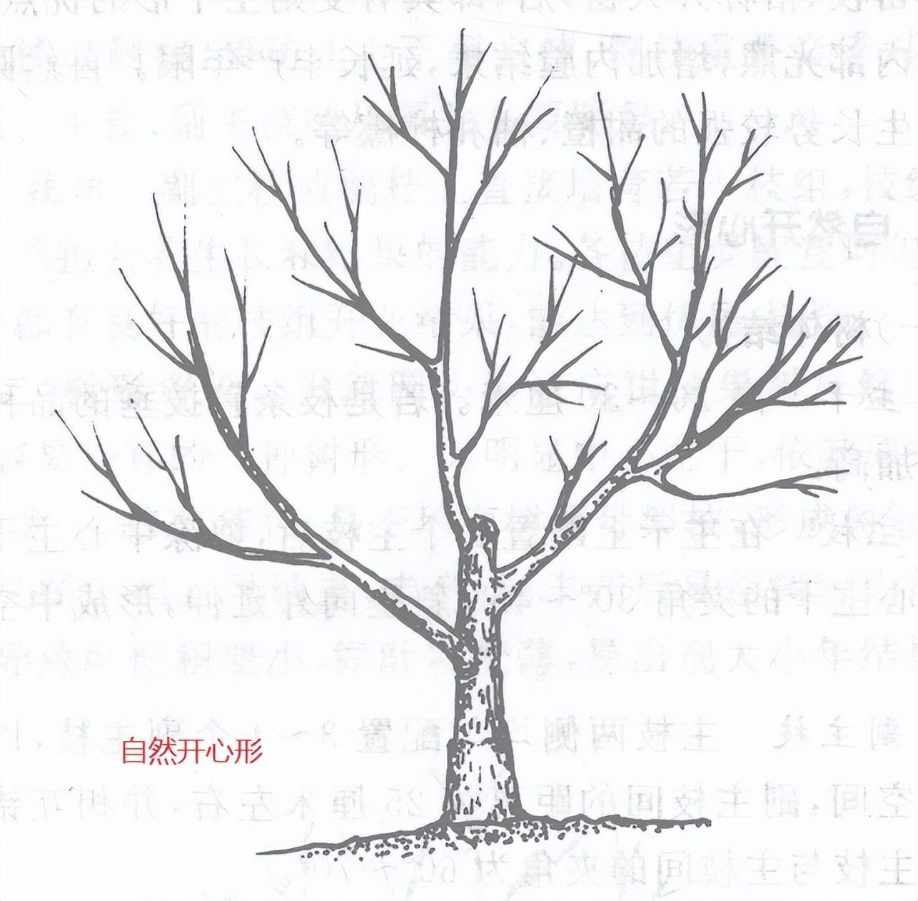柑橘的主要树形:自然开心形!柑桔种植技术大全!持续更新